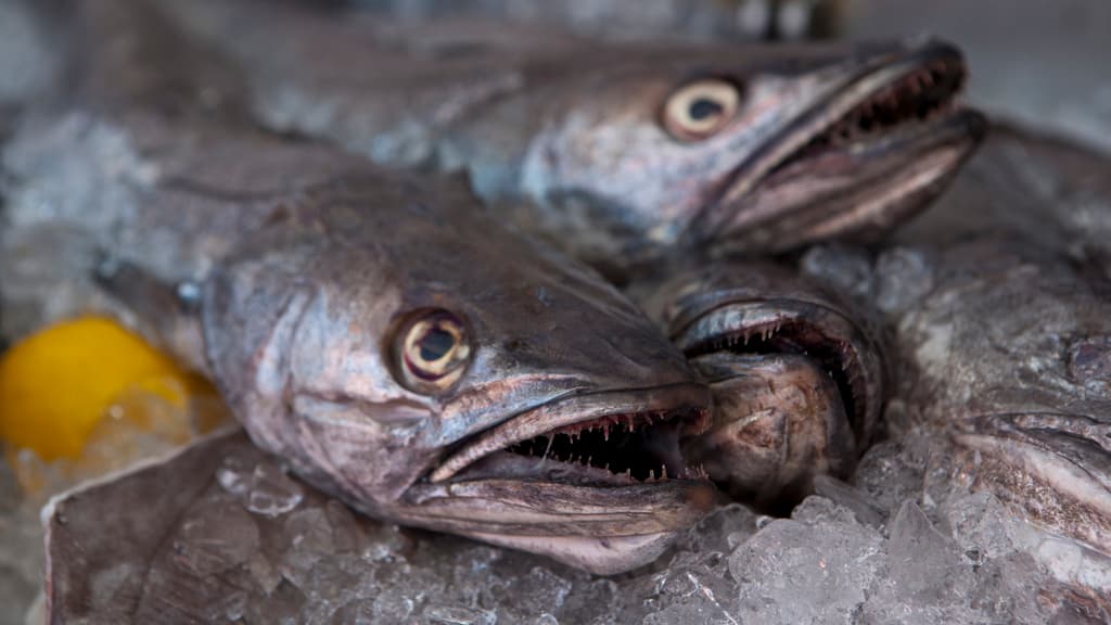 Hirtshals Fisch-Festival - viel frischem Fisch