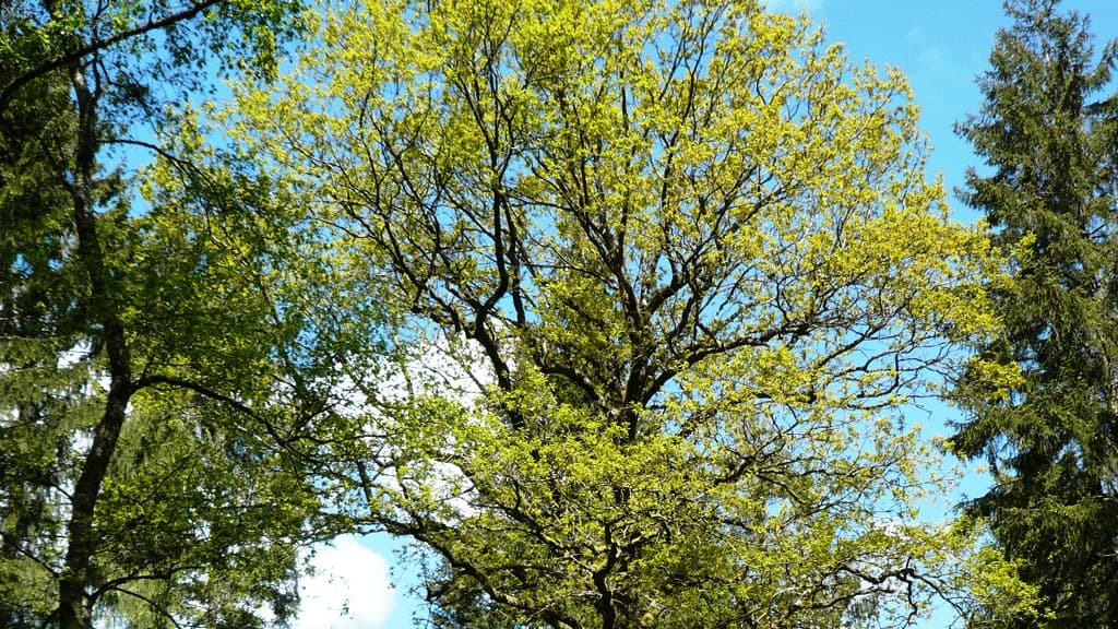 Mosskovegen (Eiche)