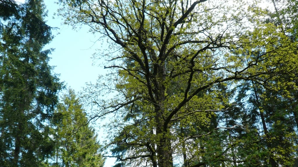 Mosskovegen (Eiche)