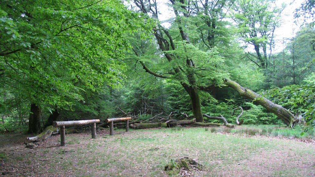 Overnat i det fri i Rold Skov