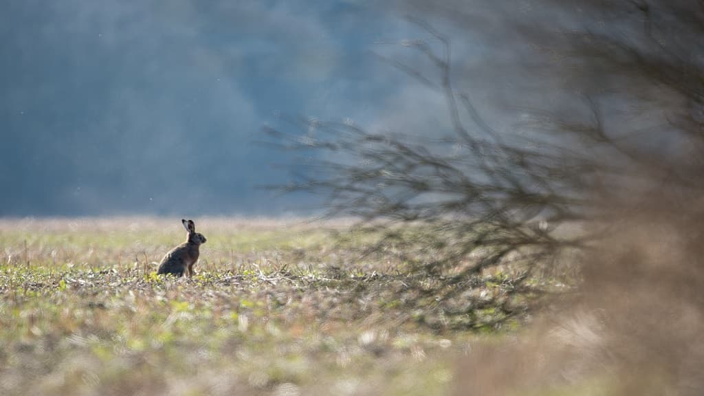 Store Vildmose Hochmoor