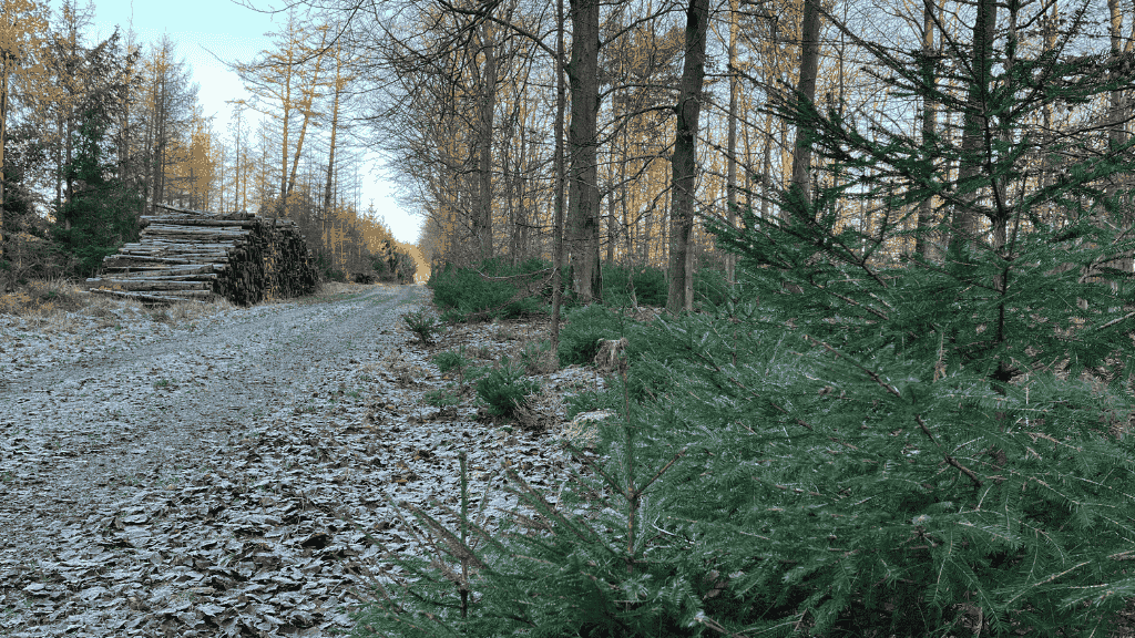 Frøslev Plantage