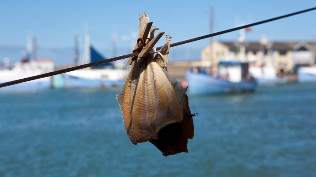 Hirtshals Fisch-Festival - viel frischem Fisch